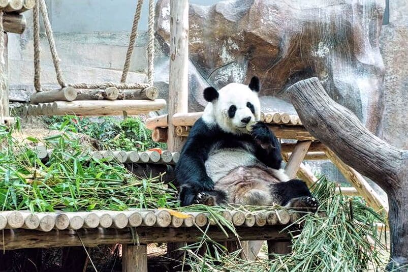 Таиланд. Новости: В зоопарке Чанг Мая в ближайшие дни снова родит панда Лин Хуэй.