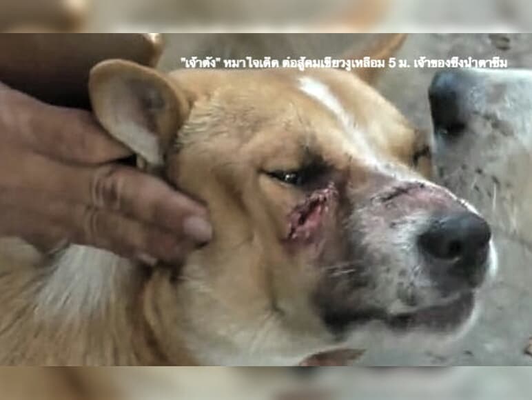 Тайланд. Новости: Пёс героически спас десяток кошек от голодного питона.