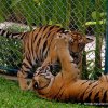 Тигровый парк (Tiger Park) в Паттайе.