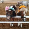 Ферма карликовых пони «Pipo Pony Club».