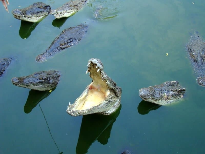 Экскурсия. Крокодиловая ферма.