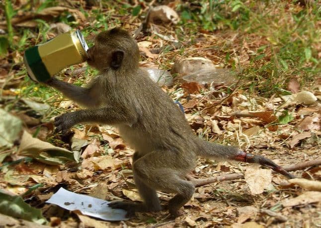 Таиланд. Новости: Туристов будут штрафовать на 500 батов за подкармливание диких обезьян.