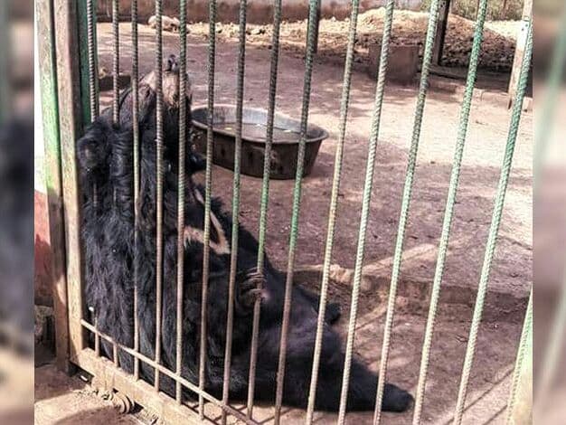 Таиланд. Новости: После нападения на человека власти забрали из храма медведицу "Кэо".