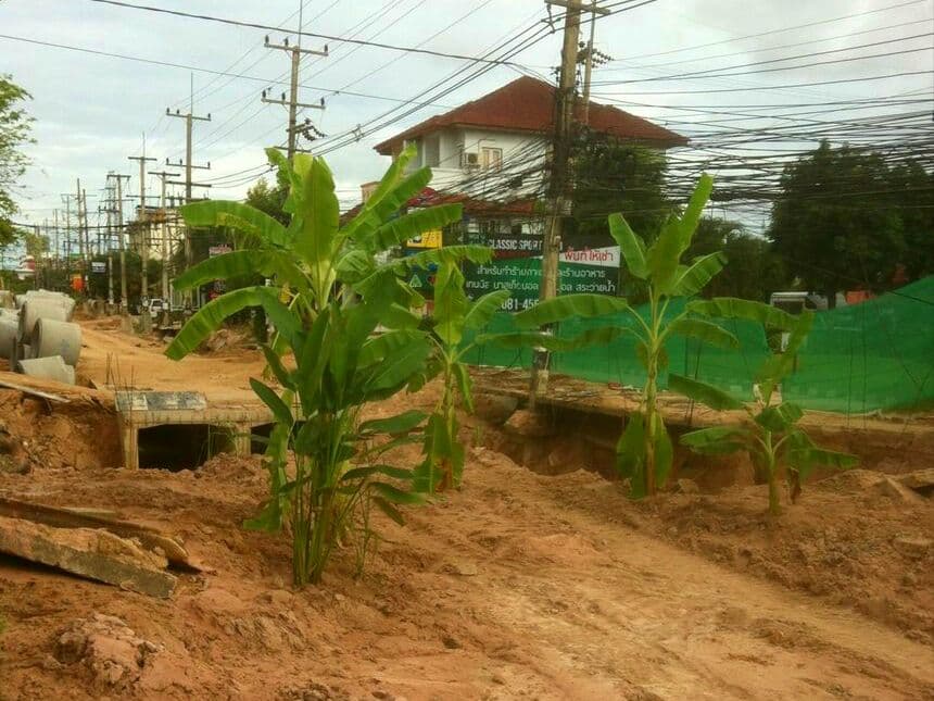 Таиланд. Новости: Разочарованные жители вырастили бананы на улице, где 3-й год кладут трубы.