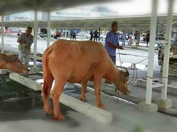 Таиланд. Новости: Беременная буйволица промчалась по улицам, как быки в Памплоне. Таиланд. Новости: Беременная буйволица промчалась по улицам, как быки в Памплоне.