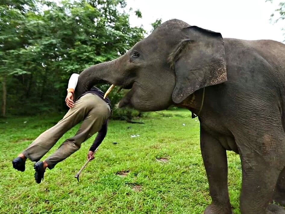 Тайланд. Новости: В Краби слониха убила и самостоятельно похоронила своего хозяина.