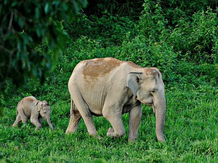 Тайланд. Новости: Гид погиб из-за туриста, который дернул слона за хвост. Тайланд. Новости: Гид погиб из-за туриста, который дернул слона за хвост.