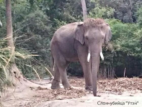 Тайланд. Новости: Гид погиб из-за туриста, который дернул слона за хвост.