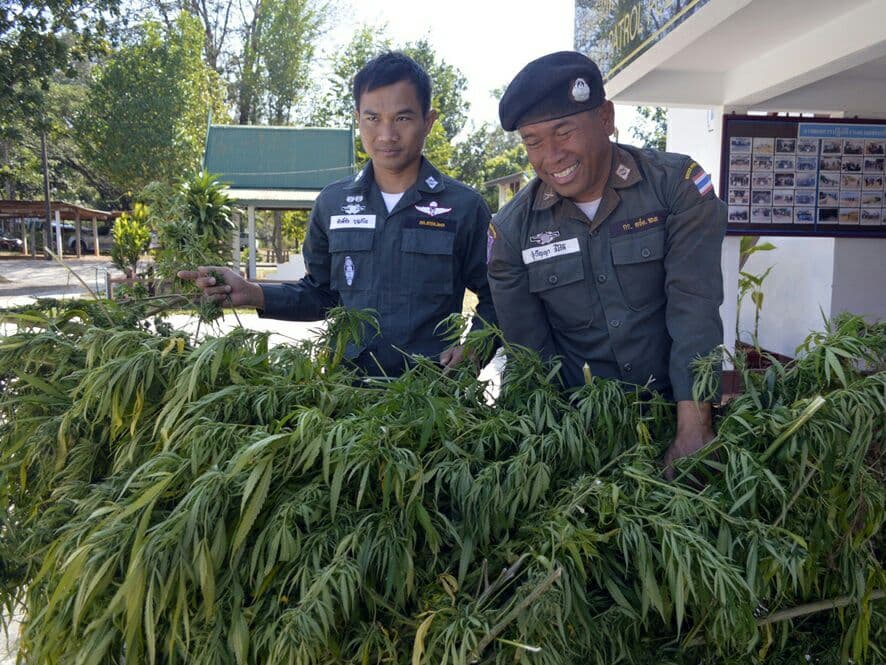 Тайланд. Новости: Власти одобрили употребление медицинской марихуаны.