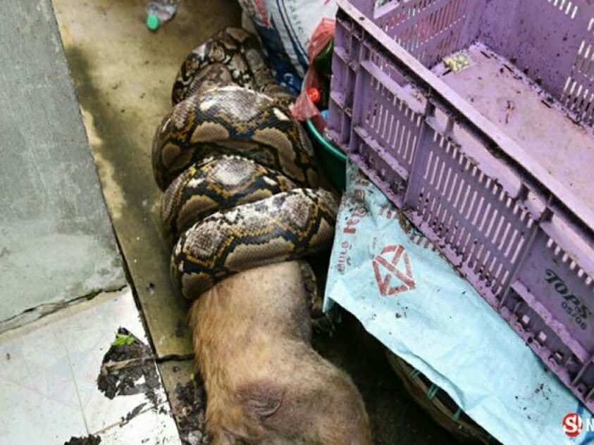 В Патум Тани 6-метровый питон практически проглотил собаку.
