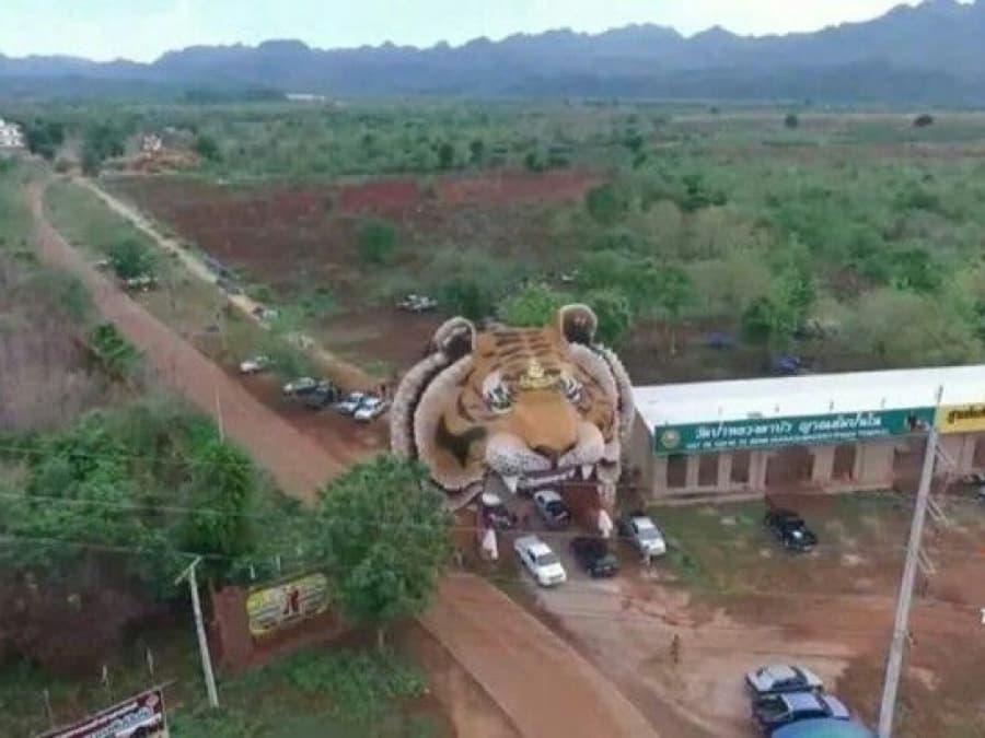 Ни стыда, ни совести: Аббат Храма тигров хочет вернуть 5 тигров, чтобы открыть зоопарк.