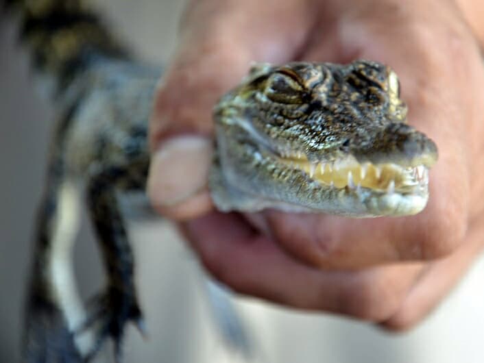 Тайланд. Новости: Берегитесь крокодилов в Чалонге (Пхукет).