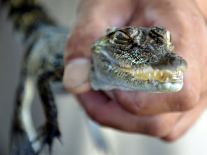 Тайланд. Новости: Берегитесь крокодилов в Чалонге (Пхукет).