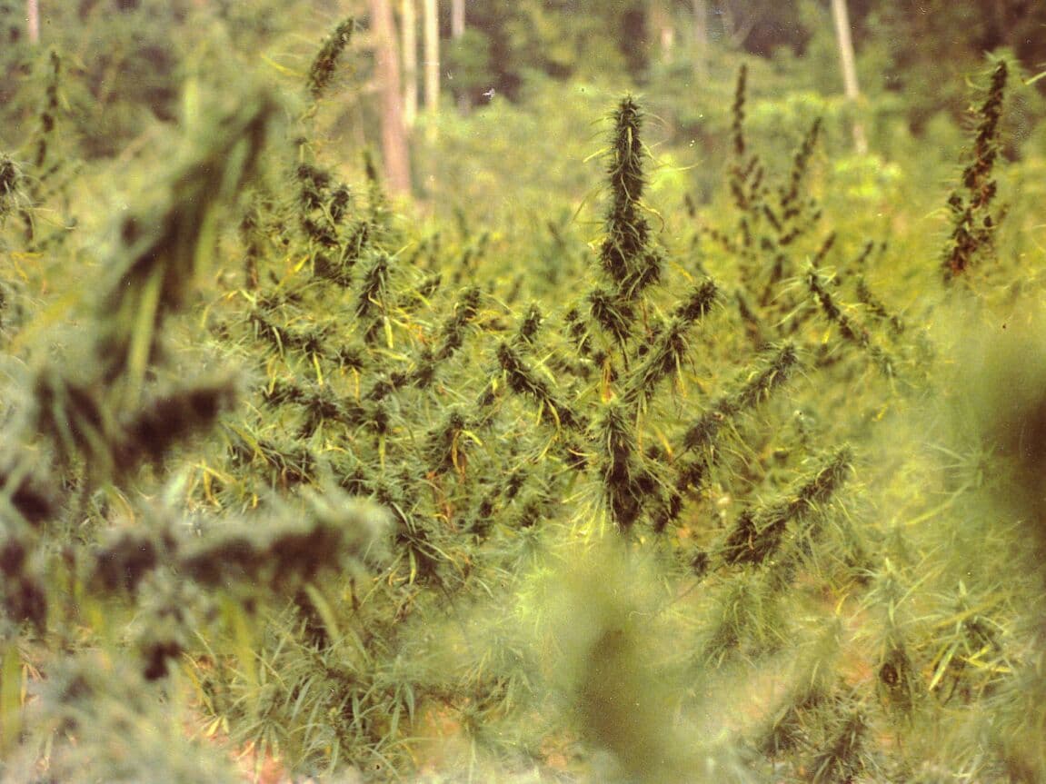 Тайланд. Новости: Тайские власти разрешили использование медицинской марихуаны.