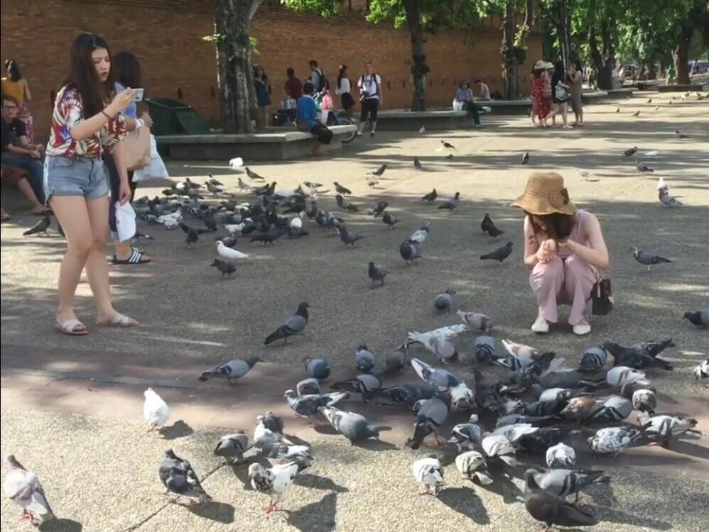 Тайланд. Новости: В Чанг-Мае Минздрав запретил подкармливать голубей у ворот Тха-Пэ.