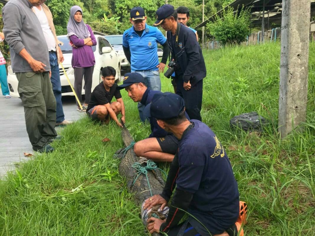 Крокодил, который терроризировал пляжи Пхукета, наконец-то был пойман в Лайяне. Крокодил, который терроризировал пляжи Пхукета, наконец-то был пойман в Лайяне.
