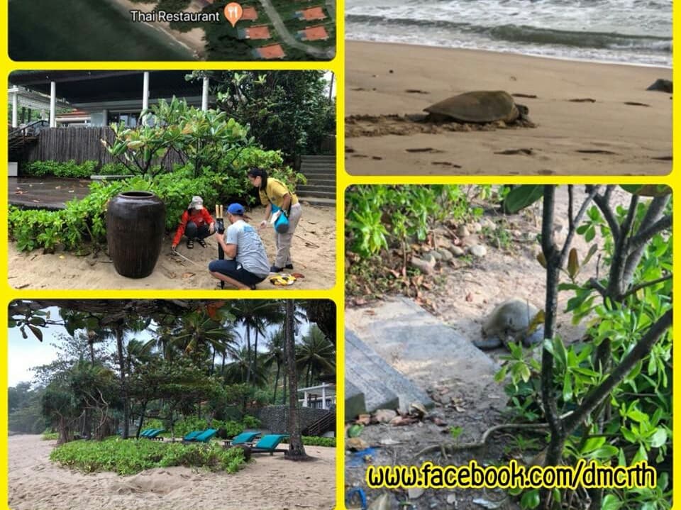 На пляже Най-Тон впервые за 10 лет морская черепаха отложила яйца. На пляже Най-Тон впервые за 10 лет морская черепаха отложила яйца.