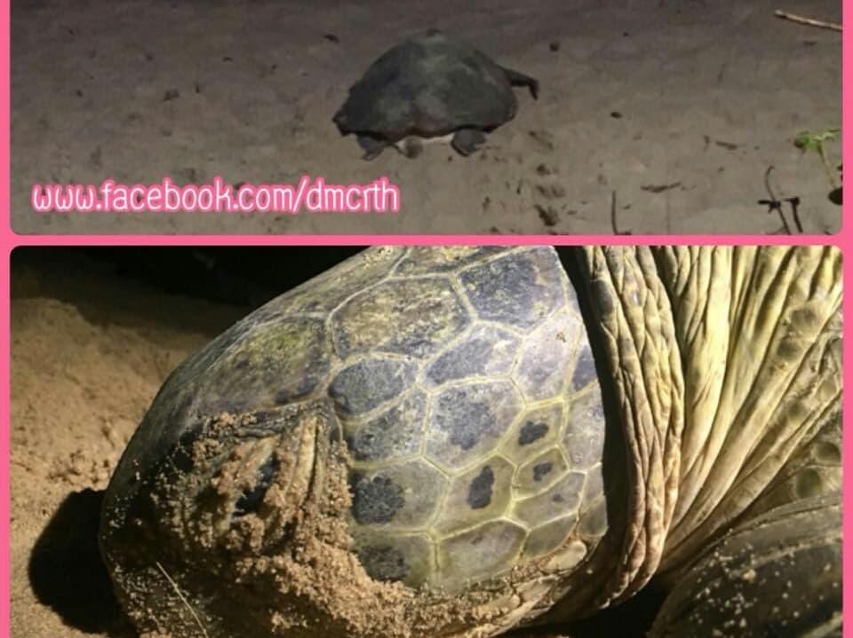 На пляже Най-Тон впервые за 10 лет морская черепаха отложила яйца.