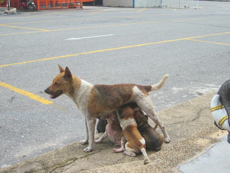 Ветеринары Паттайи объяснили почему бродячие псы полезны для города. Ветеринары Паттайи объяснили почему бродячие псы полезны для города.