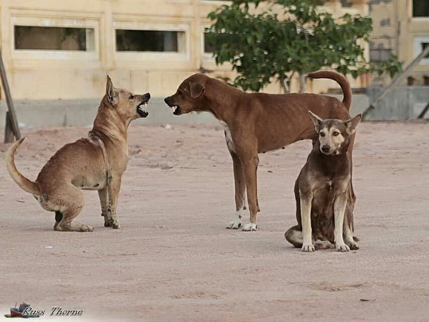 Ветеринары Паттайи объяснили почему бродячие псы полезны для города.