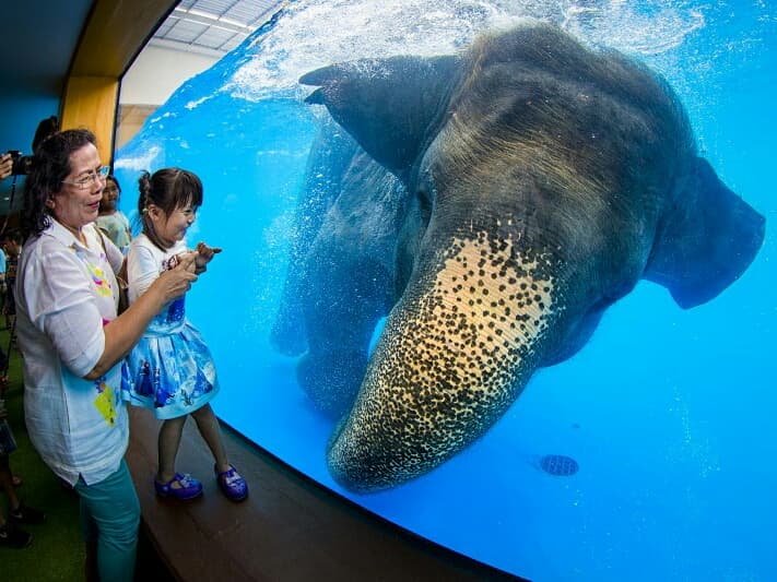 Зоопарк Кхао-Кхео объяснил, что купание для слонов - это упражнение, а не пытка. Зоопарк Кхао-Кхео объяснил, что купание для слонов - это упражнение, а не пытка.