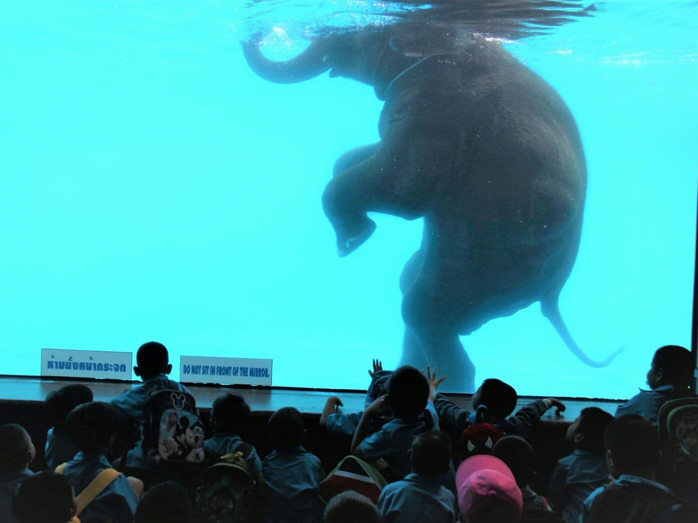 Зоопарк Кхао-Кхео объяснил, что купание для слонов - это упражнение, а не пытка.