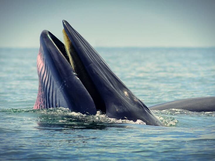 У берегов Петчабури открылся сезон наблюдения за китами