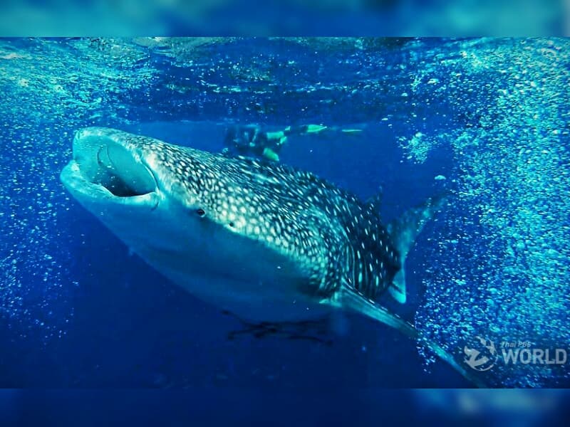 Возле островов Пхи-Пхи Дон замечена крупная китовая акула.