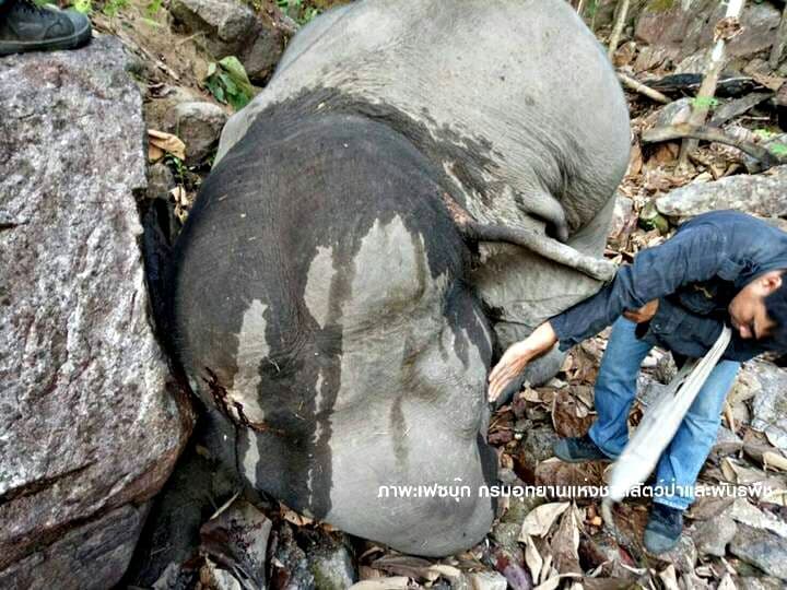 Тайланд. Новости: Отпущенный на волю слон взбесился и спрыгнул с обрыва.