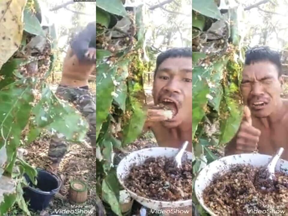 Тайланд. Новости: Парень съел муравьиные яйца ради просмотров в Facebook.