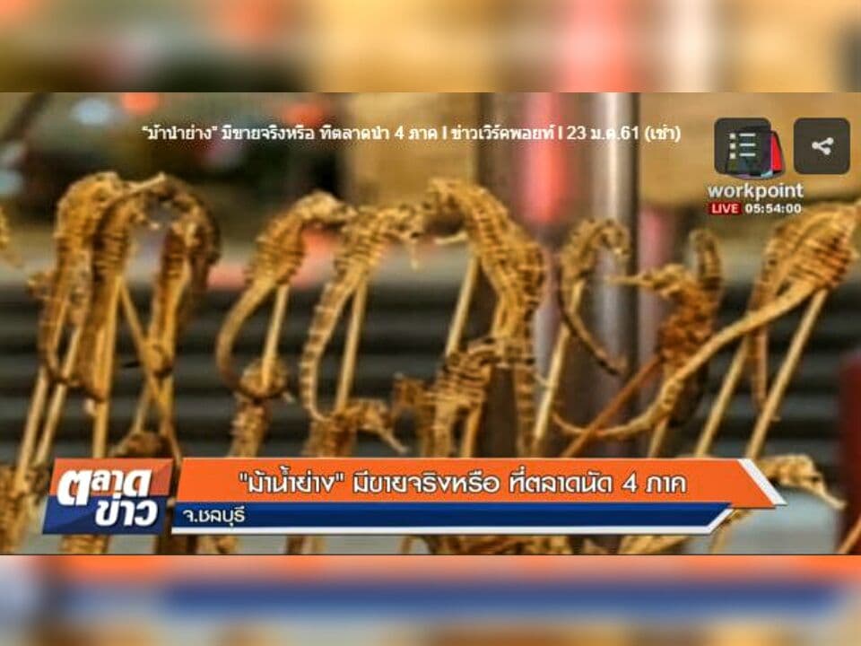 Тайланд. Новости: В Паттайе закрыли магазин, в котором продавали жареных морских коньков. Тайланд. Новости: В Паттайе закрыли магазин, в котором продавали жареных морских коньков.