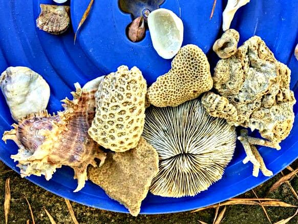 Тайланд. Новости: На Пхукете россиянка арестована за отбеливание кораллов. Тайланд. Новости: На Пхукете россиянка арестована за отбеливание кораллов.