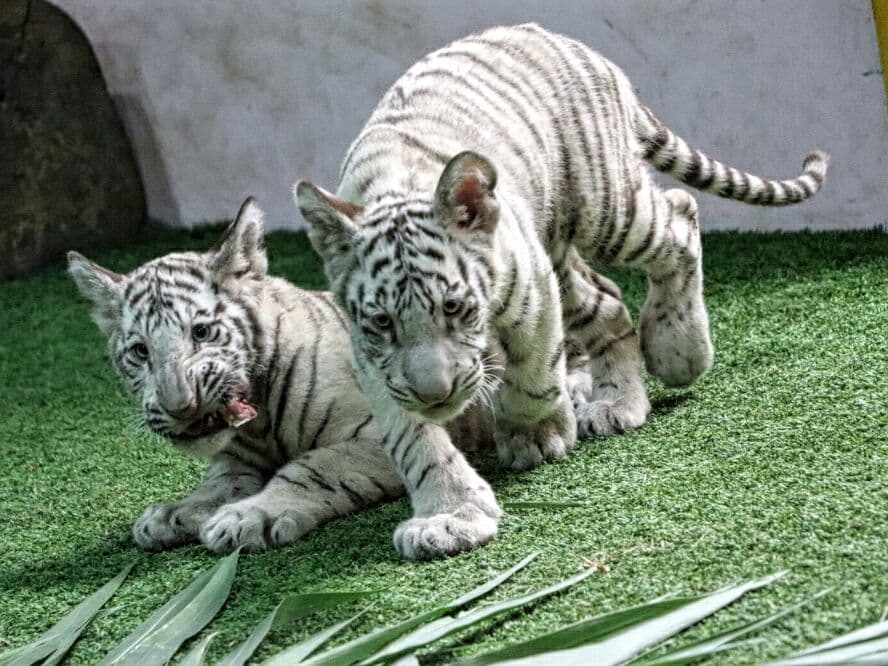 Тайланд. Новости: Зоопарк Чанг-Мая выставил на обозрение новых белых тигрят.