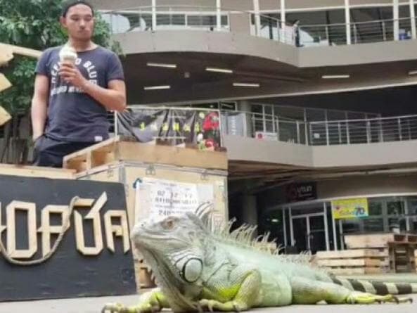 Тайланд. Новости: В Паттайе одной крупной игуане понравилось ходить в торговый центр. Тайланд. Новости: В Паттайе одной крупной игуане понравилось ходить в торговый центр.