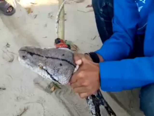 Тайланд. Новости: На юге Таиланда пойман 6-метровый питон весом 100 кг. Тайланд. Новости: На юге Таиланда пойман 6-метровый питон весом 100 кг.