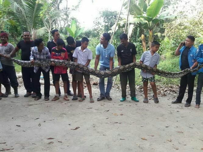 Тайланд. Новости: На юге Таиланда пойман 6-метровый питон весом 100 кг.