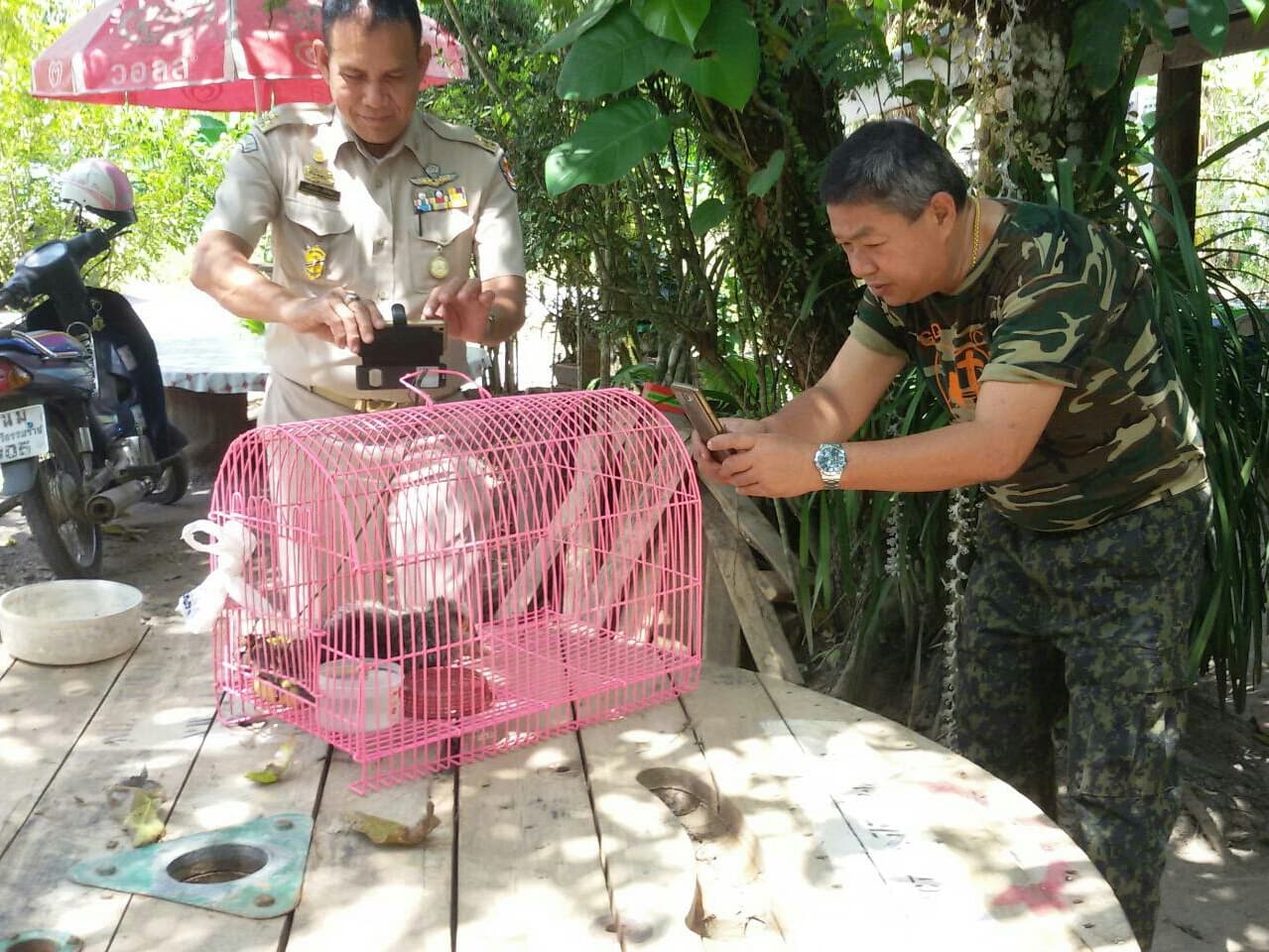Тайланд. Новости: В Краби обнаружено редкое животное - "лунная крыса". Тайланд. Новости: В Краби обнаружено редкое животное - "лунная крыса".