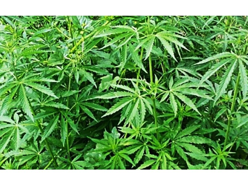 Выращивание марихуаны будет под строгим контролем государства.