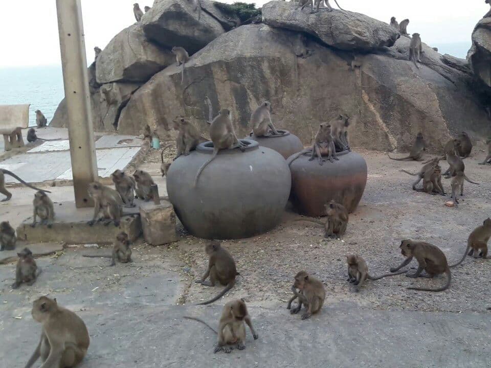 Их уже слишком много: В Хуа-Хине стерилизуют 1200 макак.