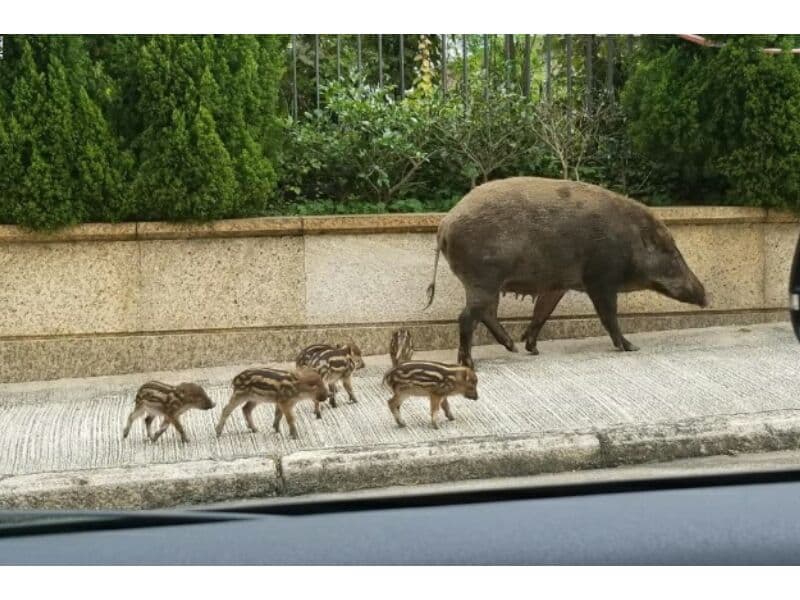 Жители востока Паттайи пожаловались на нашествие диких кабанов. Жители востока Паттайи пожаловались на нашествие диких кабанов.