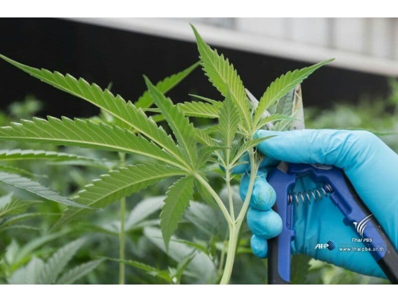 В Таиланде вступает в силу закон о легализации марихуаны.