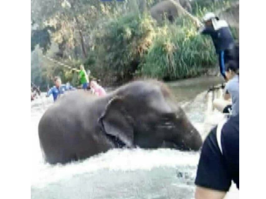 Слонёнок искупал туристов, которые плыли на плоту по реке в Чанг-Мае.