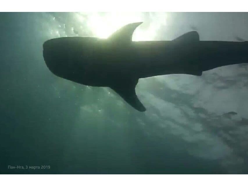 Ныряльщик заснял китовую акулу у побережья Пан-Нга.