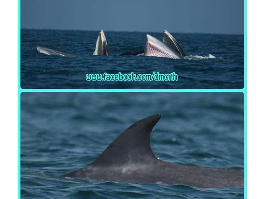 К побережью провинции Чумпон приплыли полосатые киты.