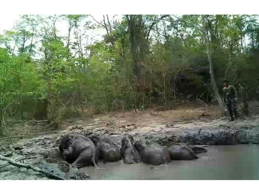 В Након-Ратчасиме из болота спасли 6 слонят.