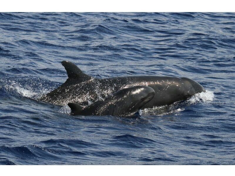 Возле островов Ко-Симилан замечены малые чёрные касатки.