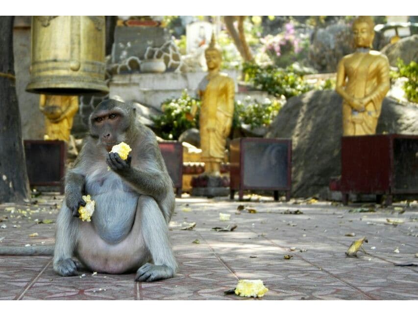 Власти Хуа-Хина стерилизуют 1000 диких обезьян.