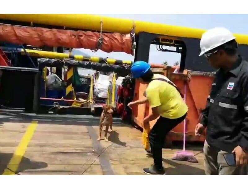 Собака приплыла на нефтяную платформу в Сиамском заливе в 220 км от берега.
