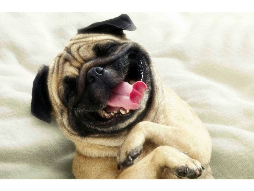 Паттайя предложила бесплатную вакцинацию и стерилизацию для домашних животных.