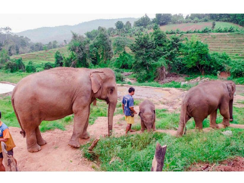 Министерство торговли Таиланда планирует узаконить экспорт домашних слонов.